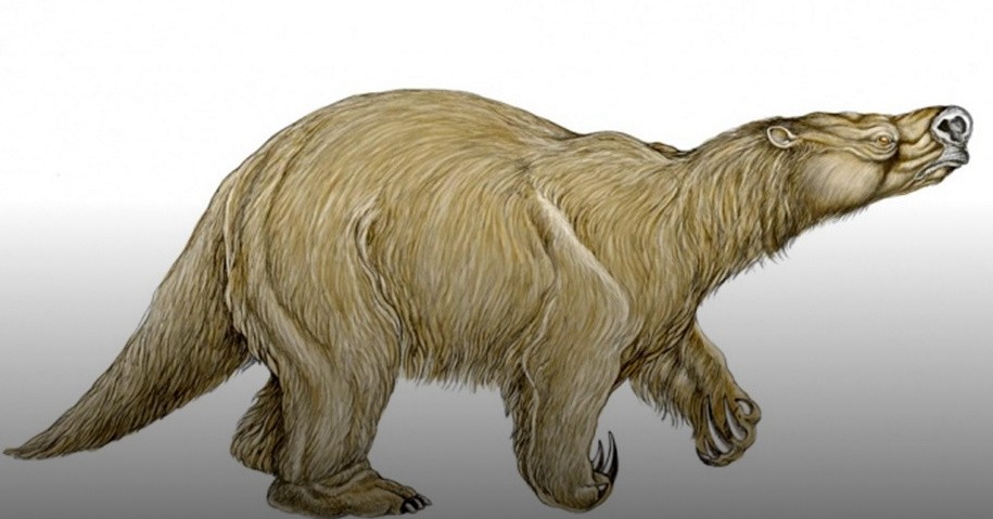 Hallaron en San Pedro restos fósiles de una especie desconocida de perezoso | Información General