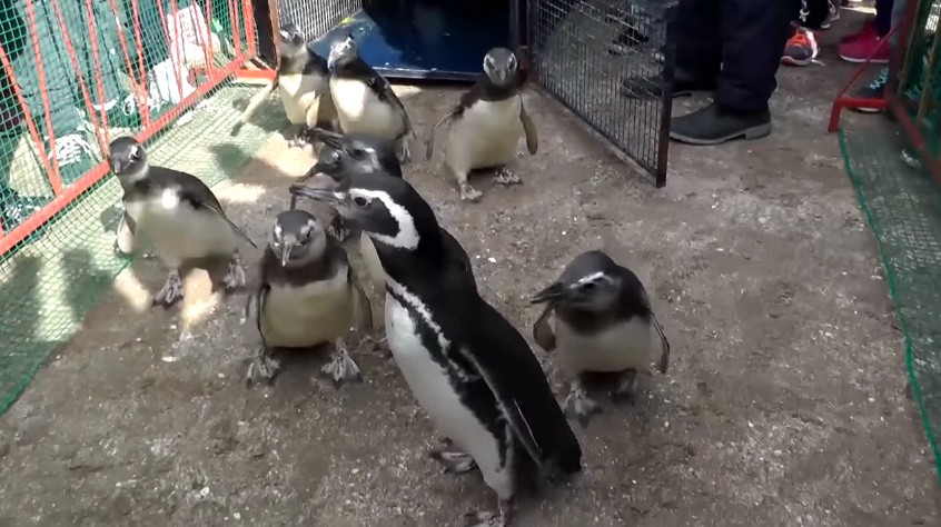 San Clemente: nueve pingüinos magallánicos fueron devueltos al mar tras ser rehabilitados | Información General