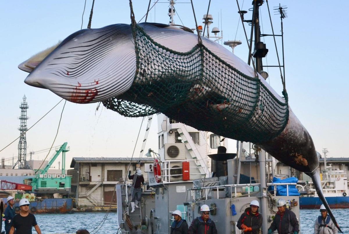 Japón se retira de la comisión que protege a las ballenas y vuelve a la caza comercial | Internacionales