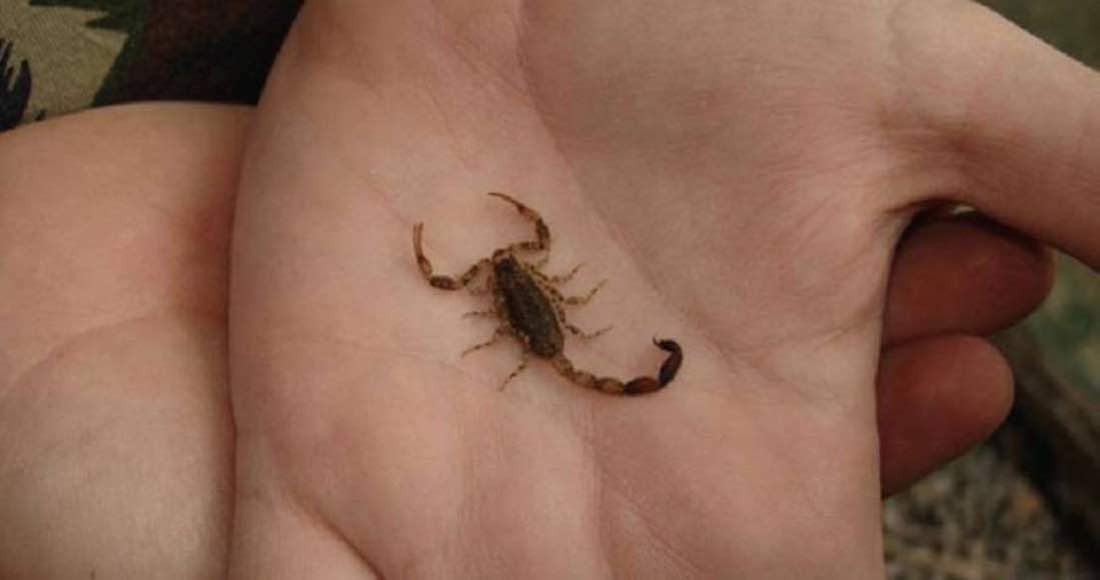 Córdoba: un niño de 4 años se encuentra grave tras ser picado por un alacrán | Información General