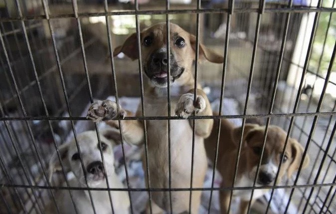 Reino Unido prohíbe la venta de mascotas en tiendas | Internacionales