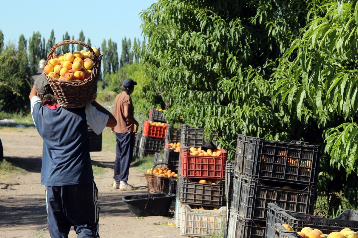 El Gobierno busca que los inmigrantes se instalen en provincias con mayor demanda laboral | Información General
