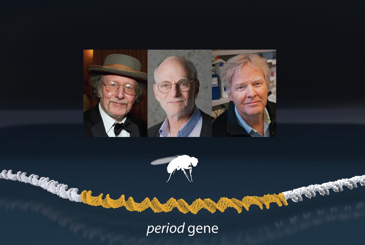 El Nobel de Medicina 2017 es para tres estadounidenses por su descubrimiento sobre el "reloj biológico" | Información General