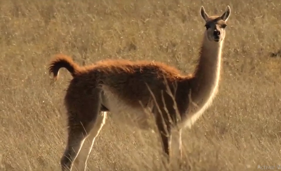 El guanaco se integra a la nueva familia de billetes argentinos con animales autóctonos | Información General