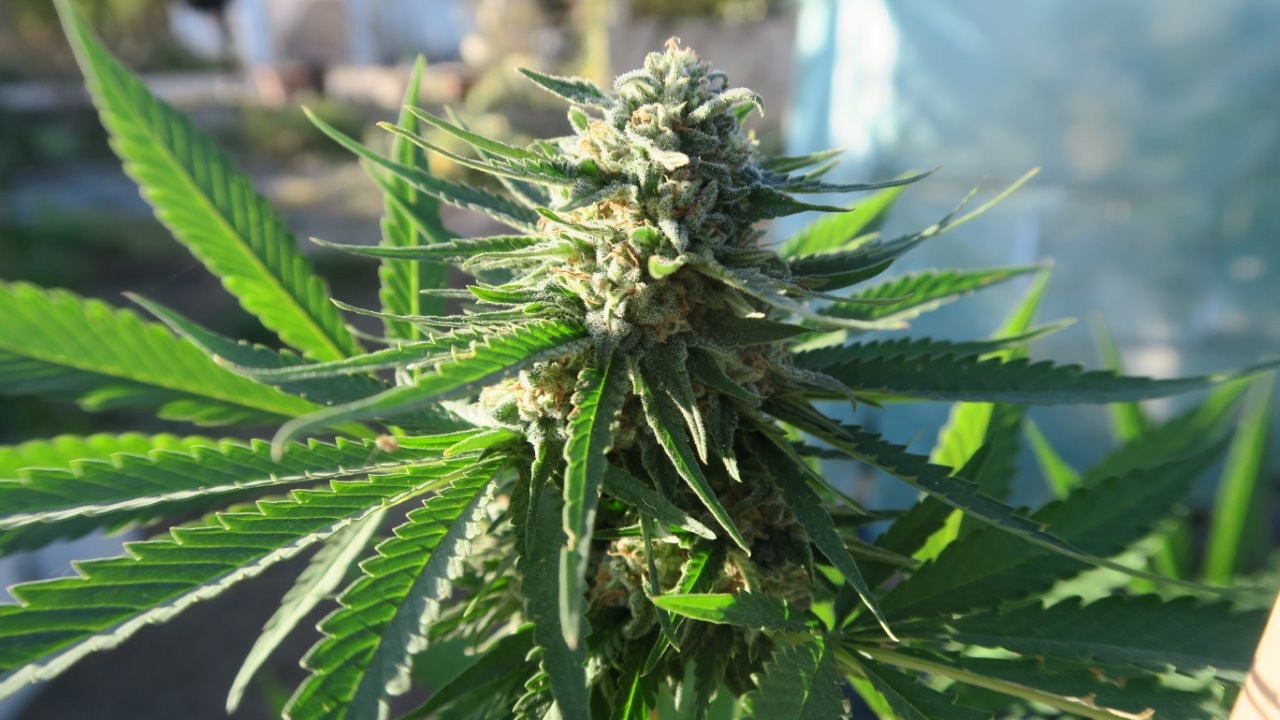 La OMS propone retirar el cannabis del listado internacional de drogas peligrosas | Internacionales