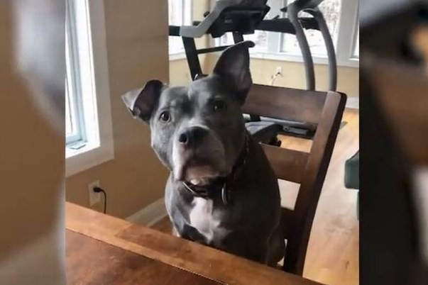 La sorpresiva reacción de un perro cuando su dueño le dice que se curó del cáncer | Tecnología