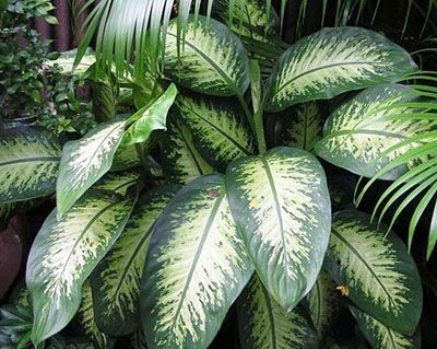 Advierten sobre una planta común que es tóxica para los niños | Información General