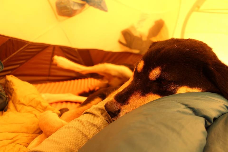 Una perra callejera siguió a un grupo de montañistas y escaló el Himalaya | Internacionales