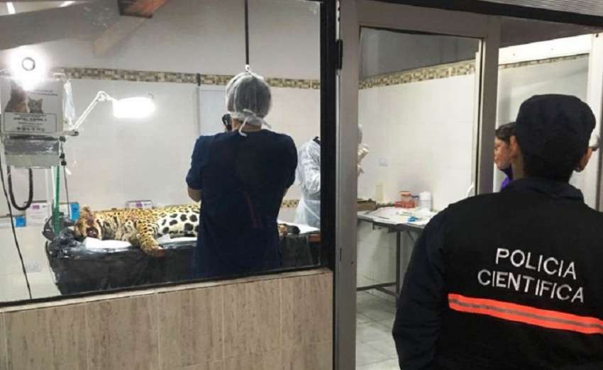 Luto en la selva misionera: atropellaron a una yaguareté preñada | Información General