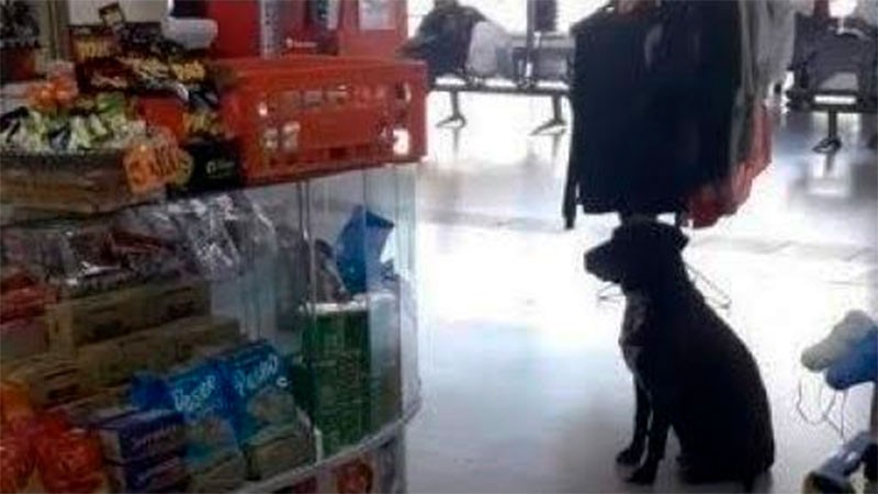Video: el perro de la terminal que recorre los kioscos pidiendo cajas de cartón para armarse su cucha | Tecnología