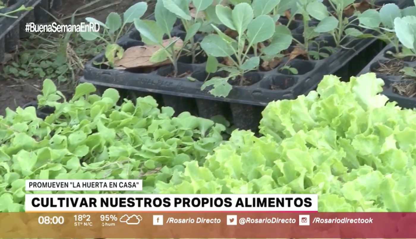 Las siembras de otoño: todos los tips para cultivar en casa | Información General