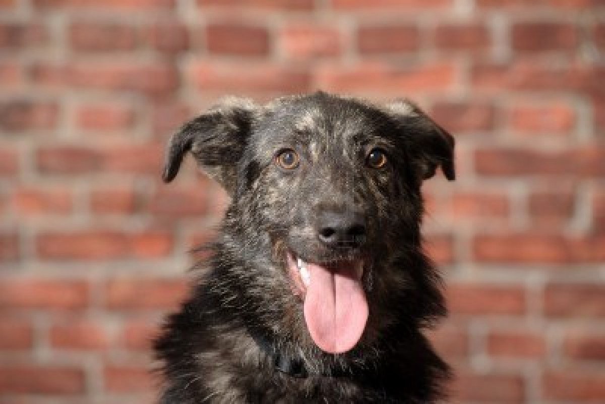 Por el Día del Animal, desparasitarán y vacunarán de forma gratuita a perros y gatos | Información General