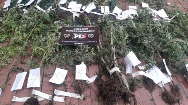 La policía descubrió un cultivo de marihuana mientras perseguía a sospechosos | Información General