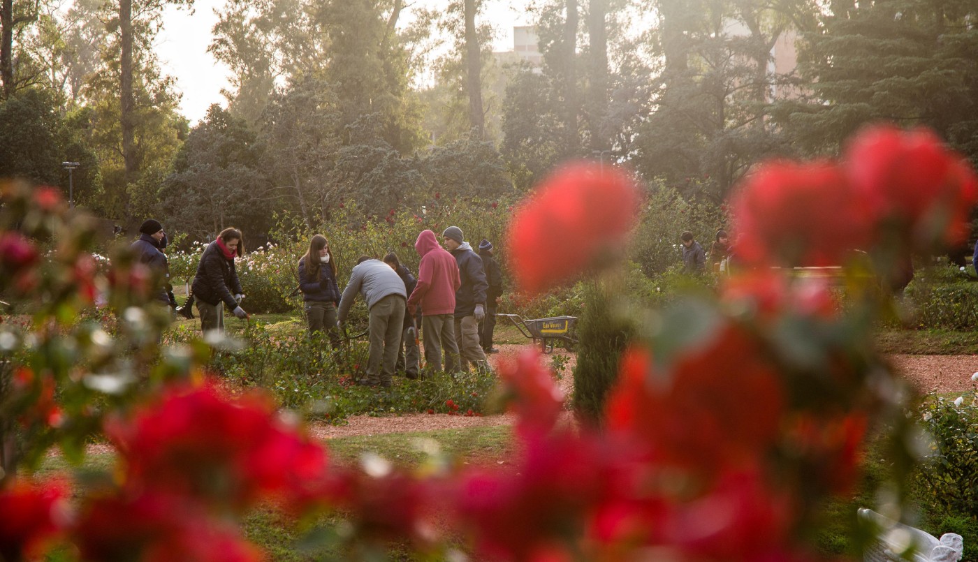 Comenzó la poda en El Rosedal y los vecinos pueden llevarse un gajo a casa | Información General