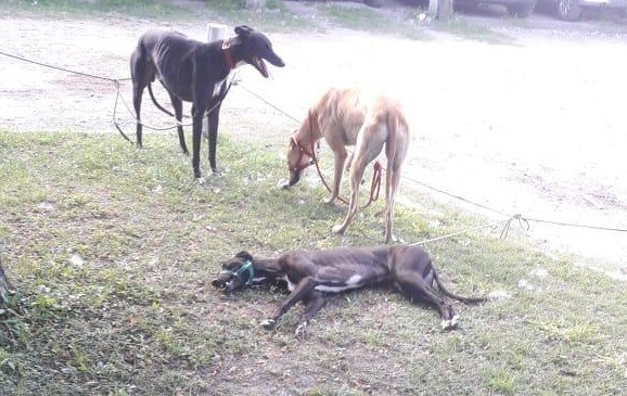 Liberaron a 30 galgos usados en carreras de perros | Información General