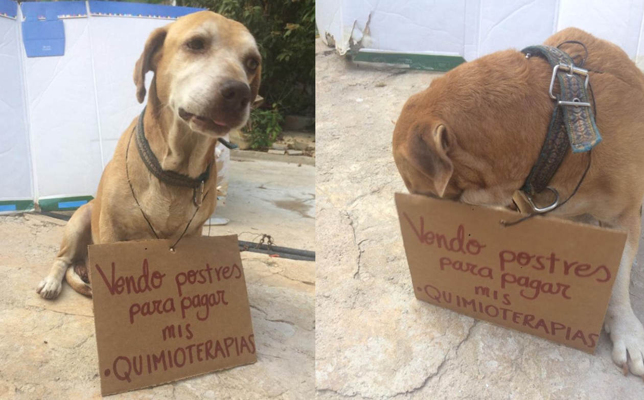 El perro que vende postres para juntar plata para su quimioterapia | Tecnología