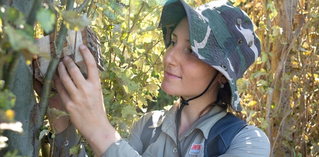 Investigadores argentinos descubrieron un inédito nido de abejas construido con desechos plásticos | Información General