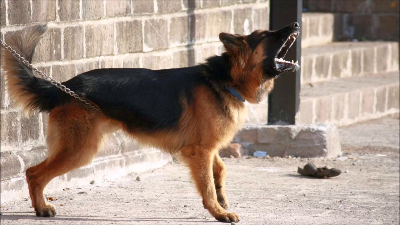 En Mar del Plata le colocarán microchips a perros "potencialmente peligrosos" | Información General
