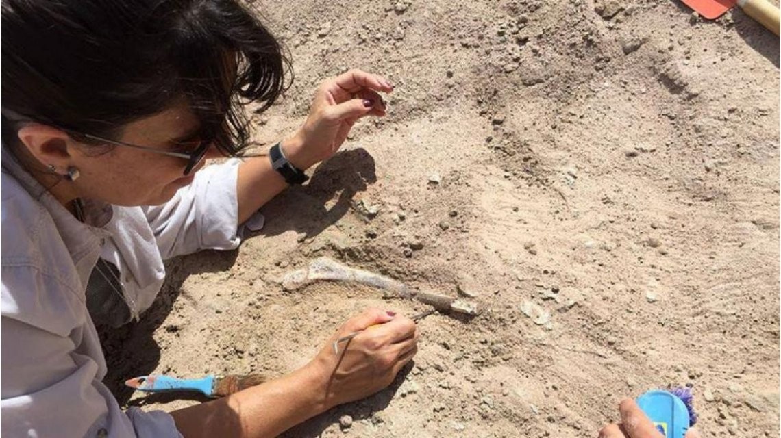 Descubren restos fósiles de un dinosaurio en un campus universitario de Neuquén | Información General