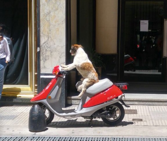 #EsViral: Sam, el perro que ayudó a su dueña ante un descuido fatal | Tecnología