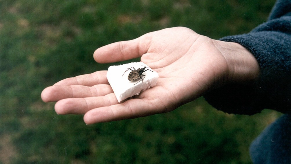 Una app argentina para detectar vinchucas fue declarada de interés por la OMS | Tecnología