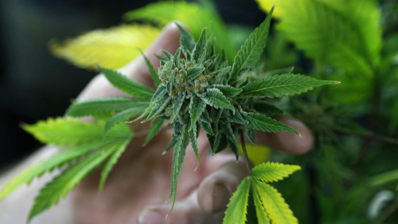 Revocan un fallo que permitía el autocultivo de cannabis medicinal a un grupo de madres | Información General