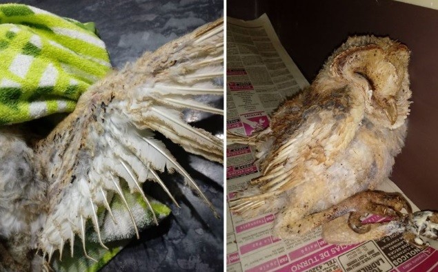 Indignación por lechuzas quemadas y gavilanes baleados en Mendoza | Información General