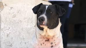 La historia de "Perro vaca", el "estafador" de la UNR | Tecnología