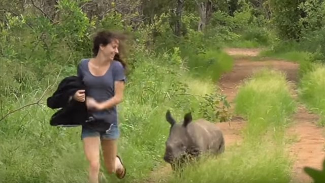 La historia de Nandi, la rinoceronte que quedó huérfana y sigue a su cuidadora a todos lados | Internacionales