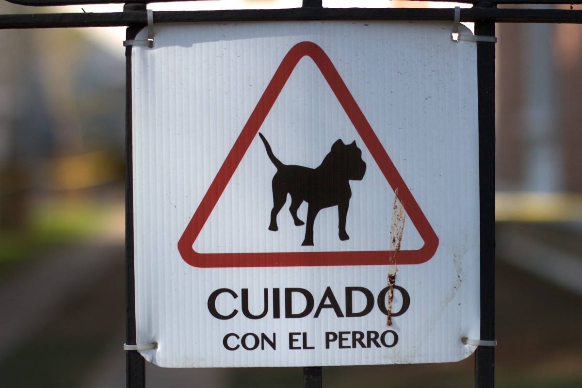 No tan guardián: un perro abrió la salida de emergencia de un comercio y entraron a robar | Información General