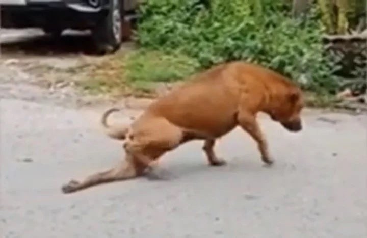 El perro que finge tener la pata rota para que le den comida y caricias | Tecnología