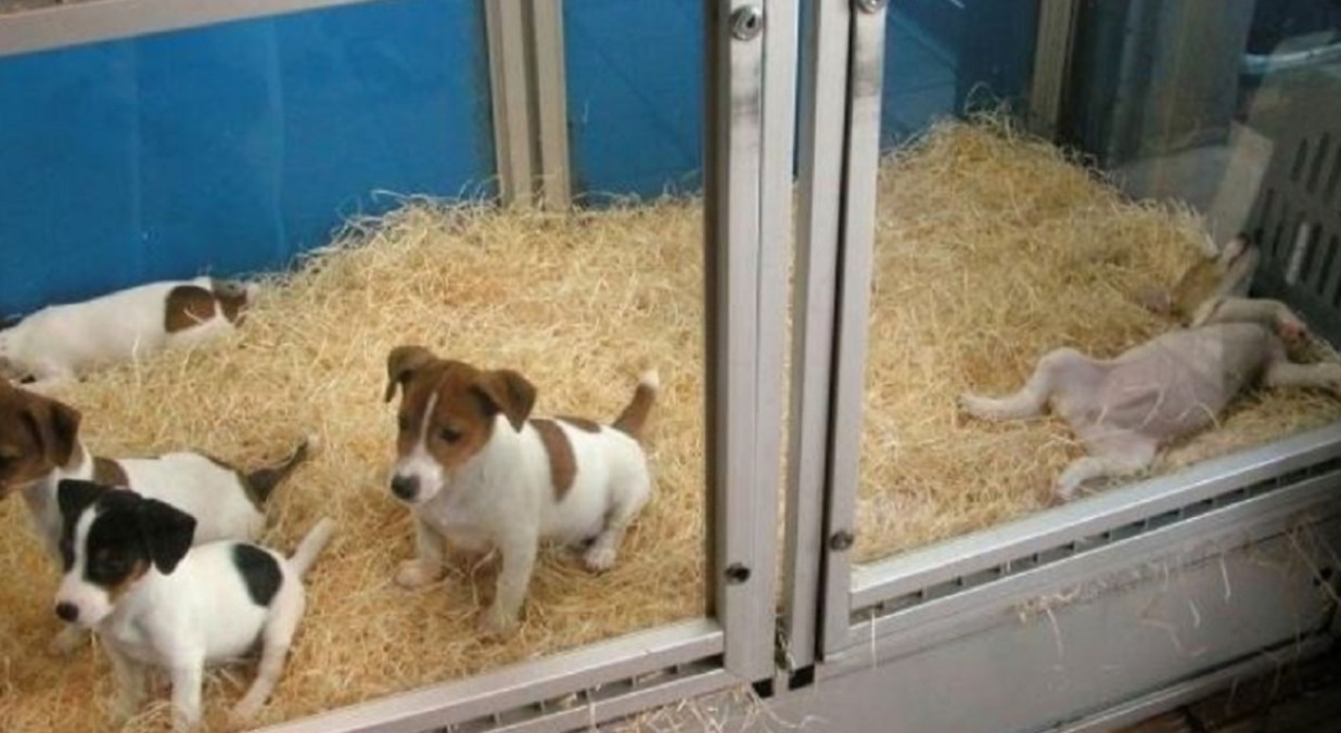 La Legislatura porteña aprobó una ley que prohíbe la exhibición de animales en vidrieras | Información General