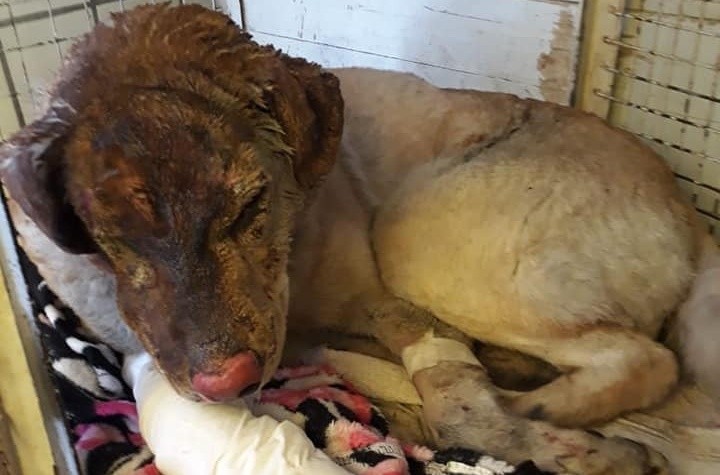 Un perrito salvó a toda una familia de morir en un incendio | Información General