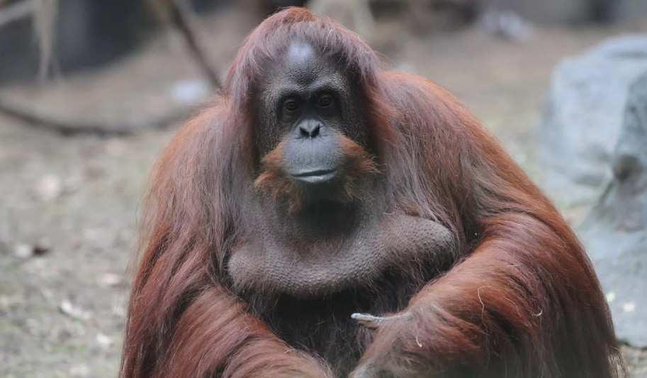 La orangutana Sandra será trasladada a Estados Unidos | Información General