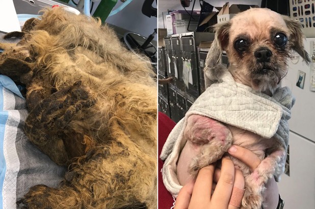 Impactante rescate de una perrita abandonada a punto de morir | Tecnología