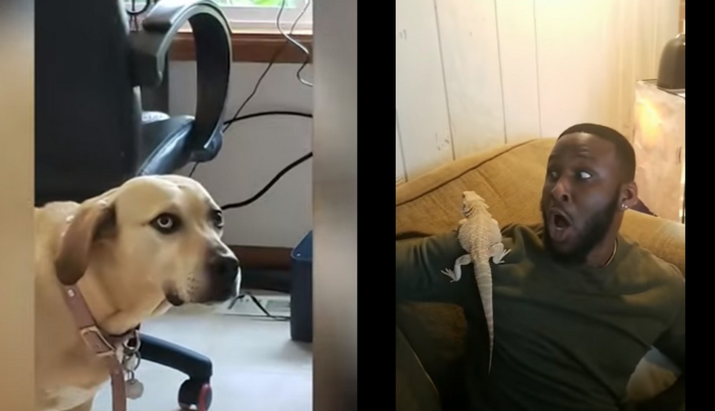 Duelo de virales en Telefe Noticias: "No puedo con esto" VS "Qué le pasa a mi dueño" | Tecnología