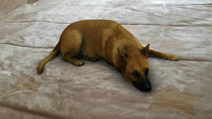 "Sasha Dog": ¿Cómo utilizar el filtro del perro? | Tecnología