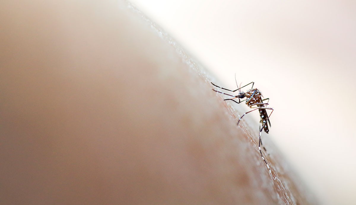 Afirman que el dengue alcanzó su máximo histórico en América Latina | Información General