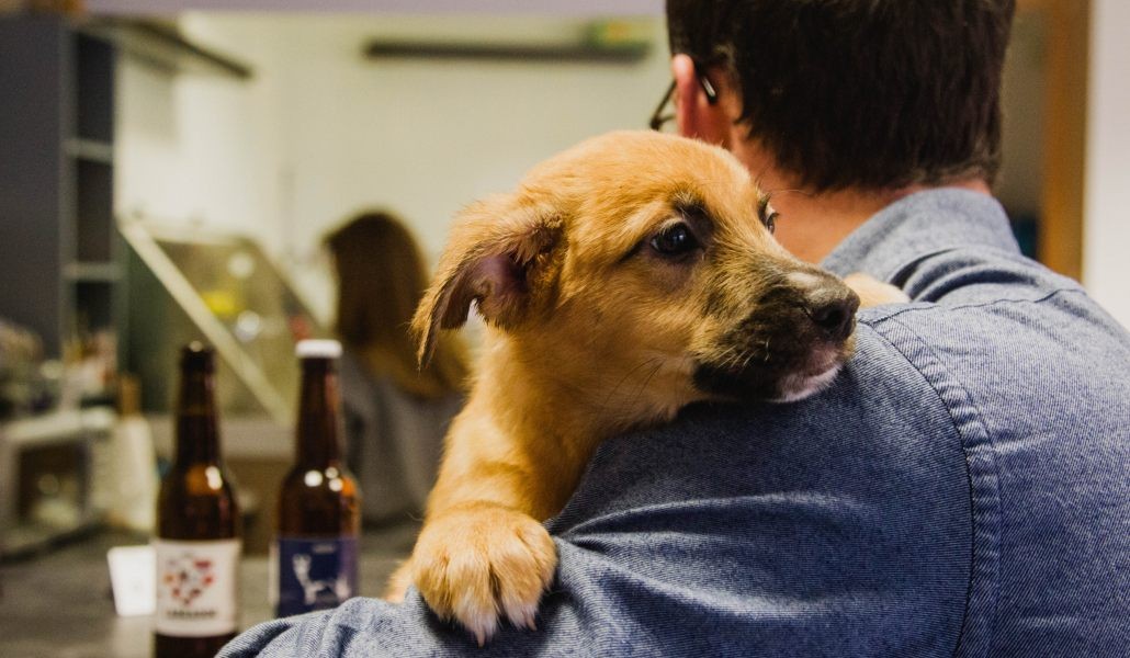 Cuáles son los nombres para perros más populares en Argentina | Tecnología