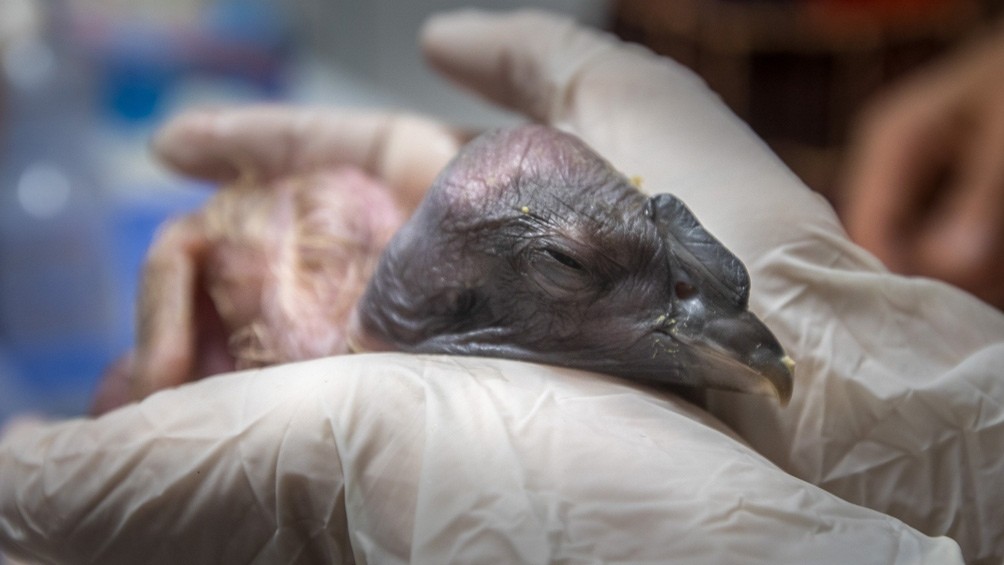 Córdoba: nació el primer cóndor en cautiverio | Información General