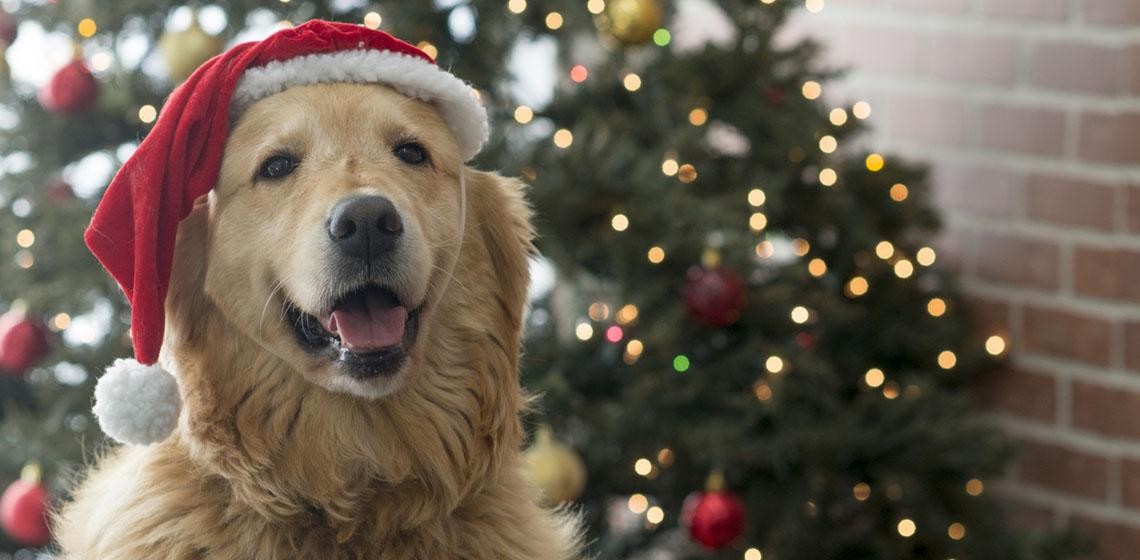 Los 5 mejores regalos de Navidad para tu perro | Tecnología