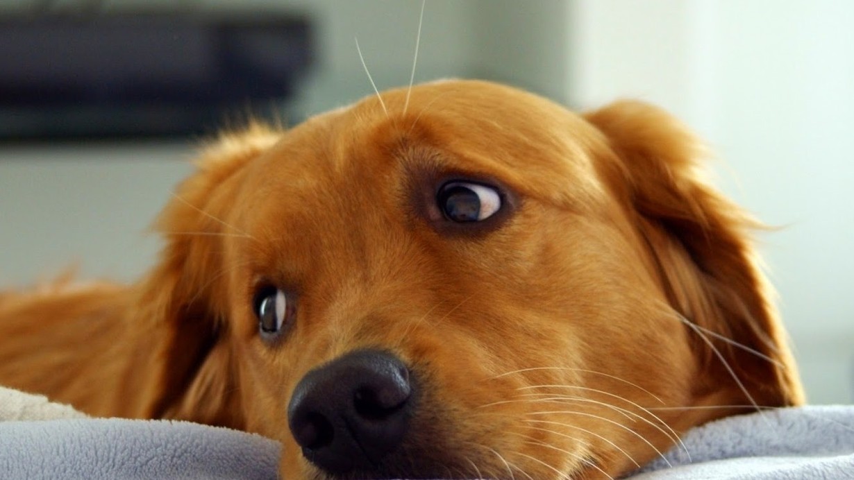 Emitirán programación de TV antiestrés para perros durante las Fiestas | Información General