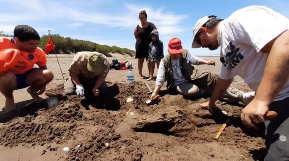 Restos fósiles en la playa de Monte Hermoso: el hallazgo de una familia en vacaciones | Información General