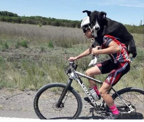 Ciclistas cargaron a un perro en la ruta para poder salvarlo | Tecnología