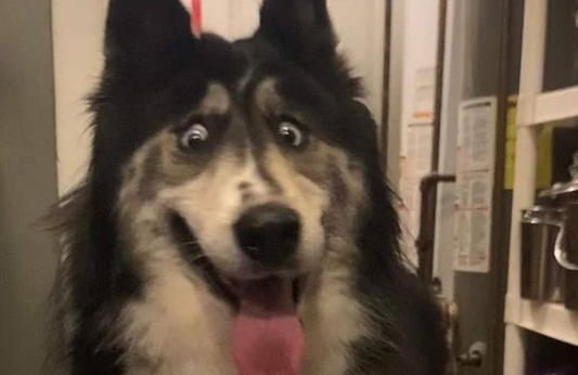 La historia de la perra que se volvió viral por su extraña mirada | Tecnología