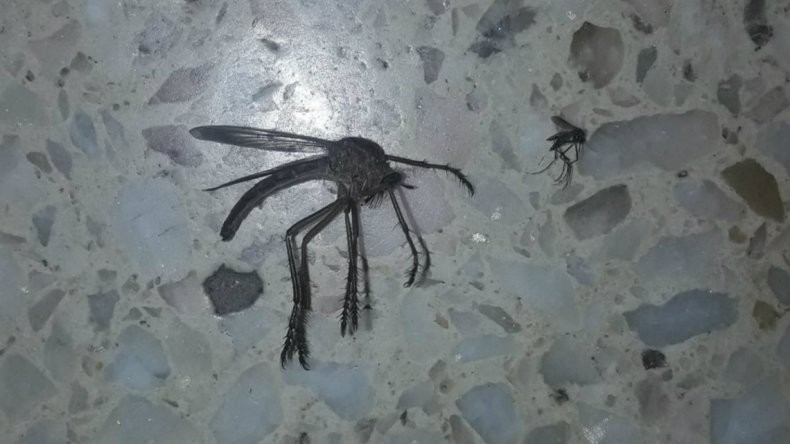Se viralizó la extraña imagen de un "mosquito gigante" | Tecnología