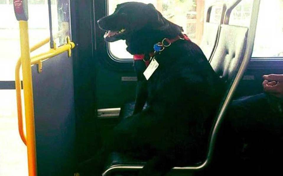 La historia de Eclipse, la perra que viaja sola en colectivo para ir a jugar al parque | Tecnología