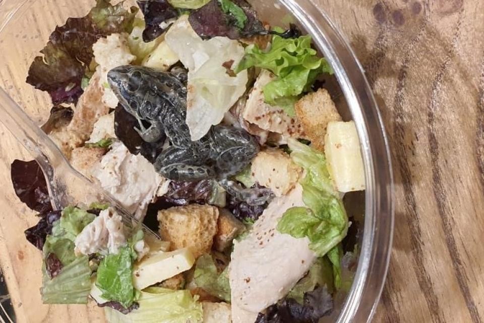 Una menú para el olvido: fueron a comer a un shopping y encontraron una rana en la ensalada | Tecnología