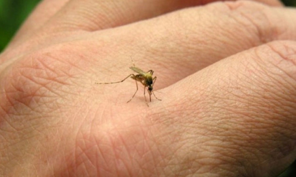 Preocupación porque se disparan los casos el dengue: "La situación es seria", dijo Ginés | Información General