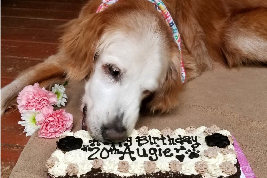 Felices 20 años, Augie: el golden retriever más longevo de la historia | Tecnología